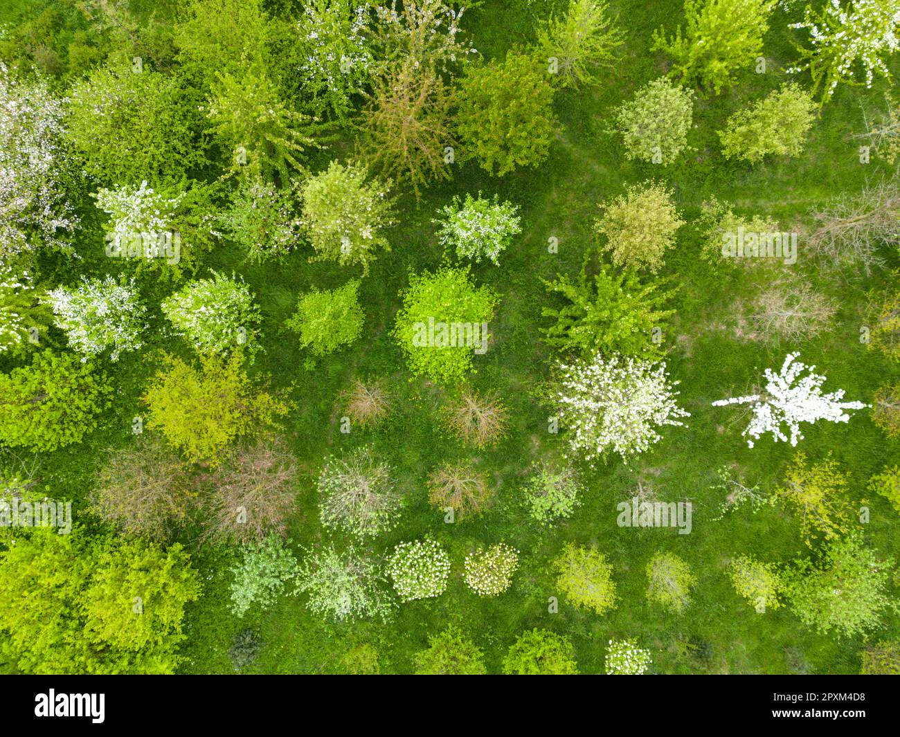 Willingham Cambridgeshire, Regno Unito. 2nd maggio, 2023. Il Community Orchard, visto dall'alto, entra in fiore in primavera quando arriva il clima più caldo. Il frutteto, piantato nel 2013 da volontari locali comprende un mix di alberi da frutto e boschi nativi ed è una risorsa naturale per il villaggio. Credit: Julian Eales/Alamy Live News Foto Stock