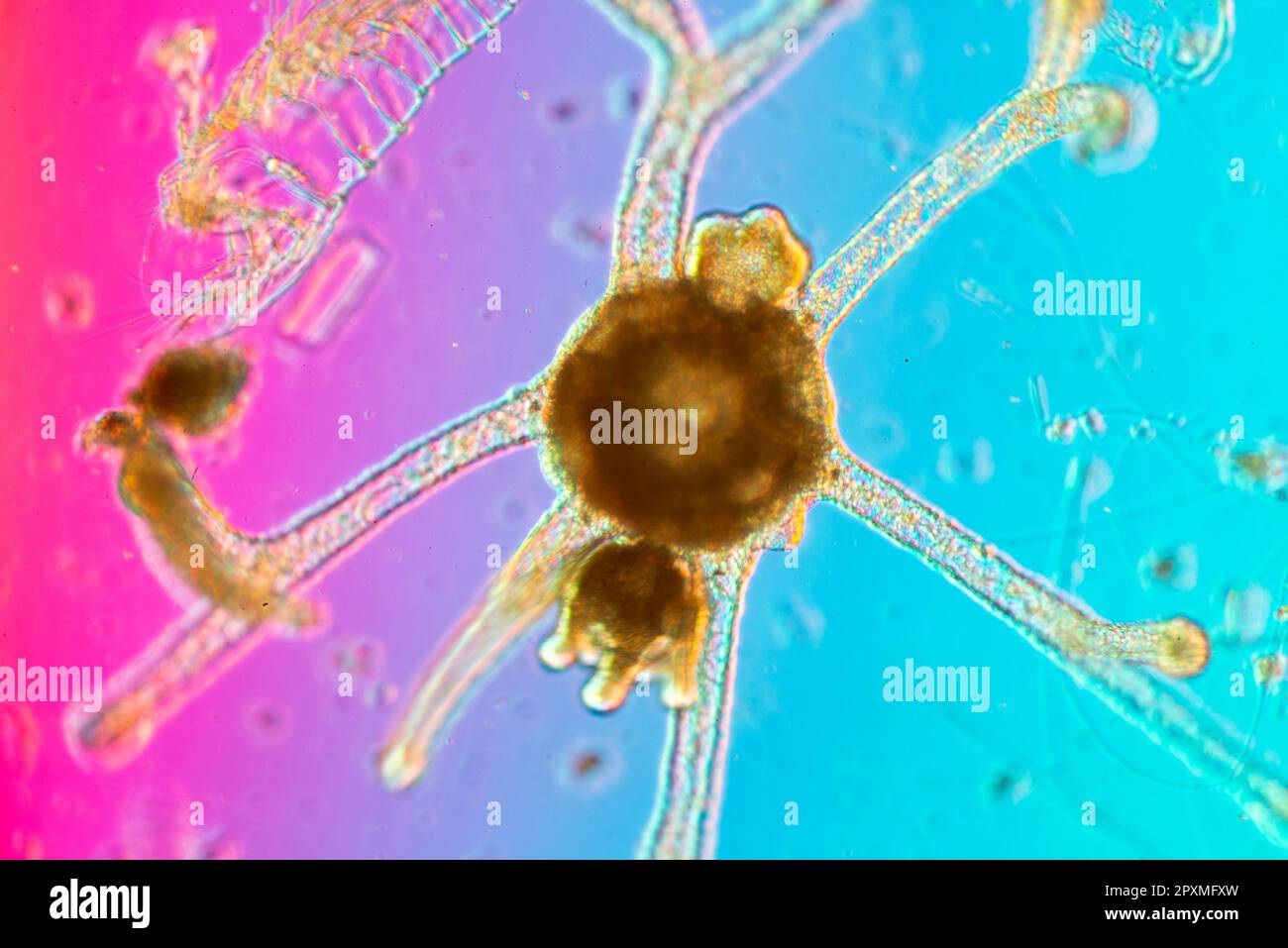 , Anemone di mare, anemoni di mare, Actiniaria,. Colorato, Cnidaria, Antozoi, Hexacorallia, Idra, polipo, microscopio, miceo, mikro, Foto Stock