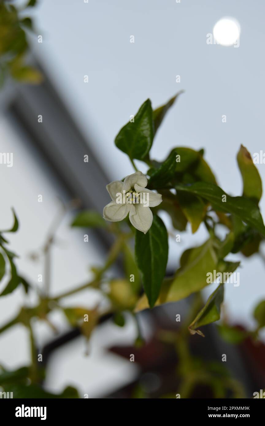 citronella, aglio selvatico e peperoncino occhio di uccelli Foto Stock citronella, aglio selvatico e peperoncino occhio di uccelli Foto Stock