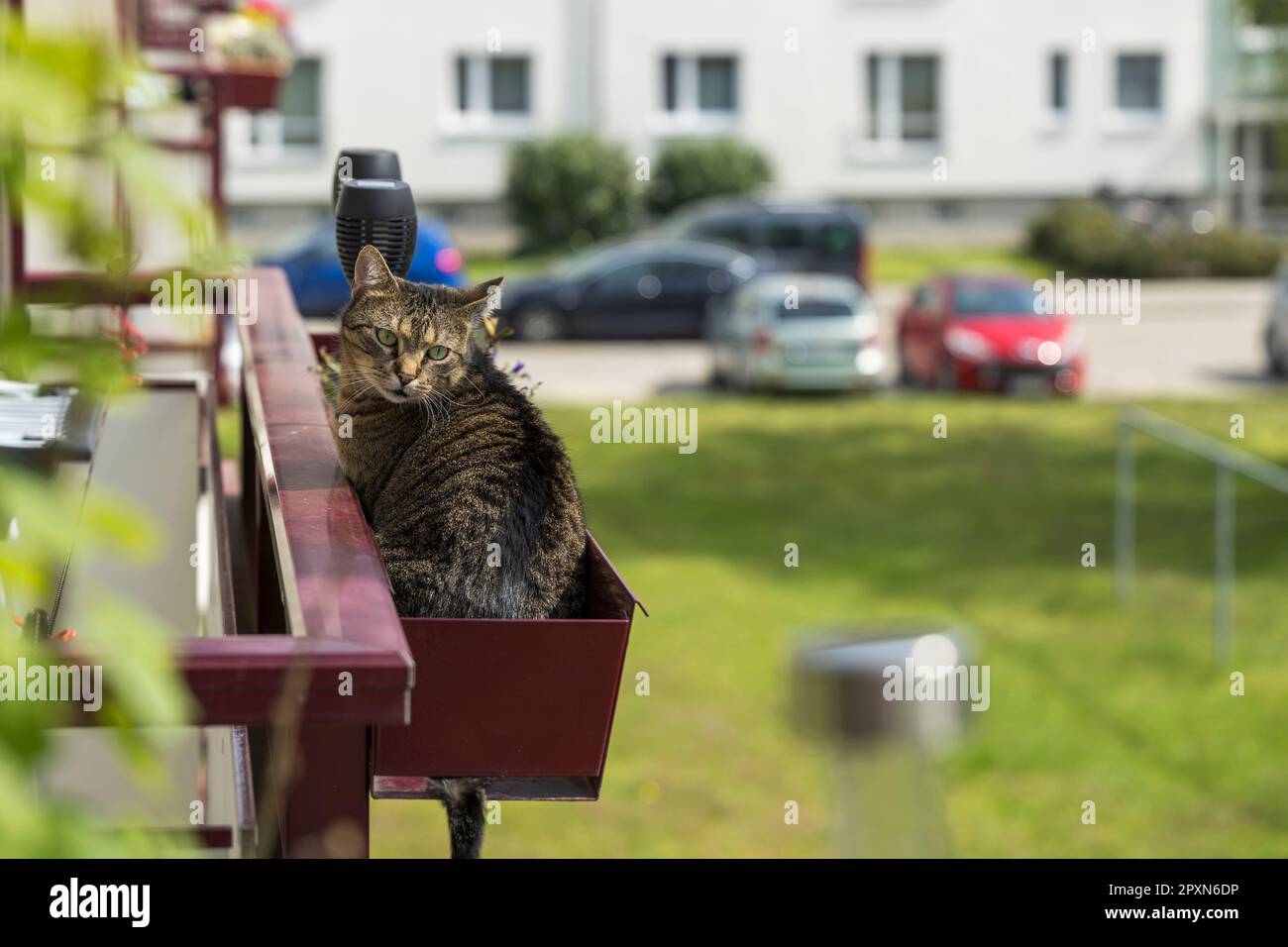 Un gatto nella scatola dei fiori di un balcone Foto Stock