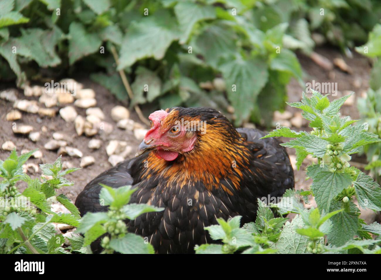 Un uovo di deposizione coltivato Pollo Pollo cortile. Foto Stock