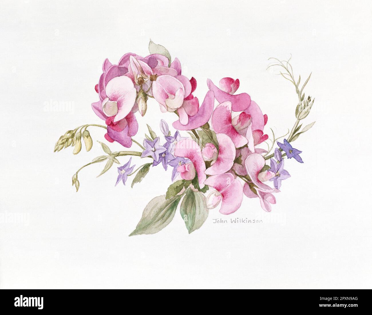 Grafica. Acquerello dipinto di rosa Lathyrus Pea dolce & blu Balloon Fiori. Foto Stock