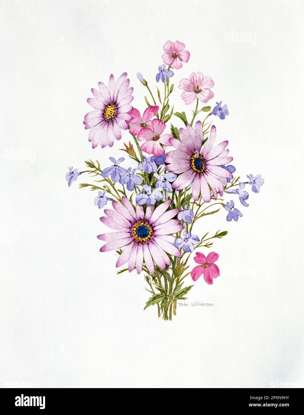 Grafica. Acquerello dipinto di rosa daisies africani & delicati, fiori blu. Foto Stock
