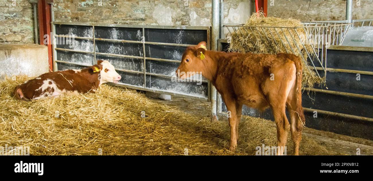 Due piccoli vitelli carini in una penna di bestiame in una fattoria. Foto Stock