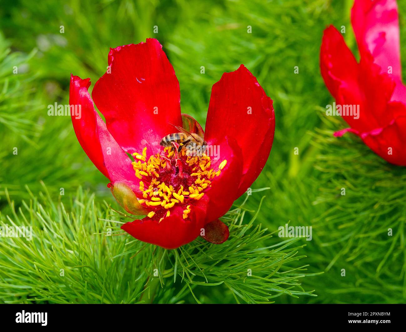 Paeonia tenuifolia, specie erbacee di peonia, chiamata anche peonia foglia di felce o peonia steppa con api, impollinatore. Foto Stock