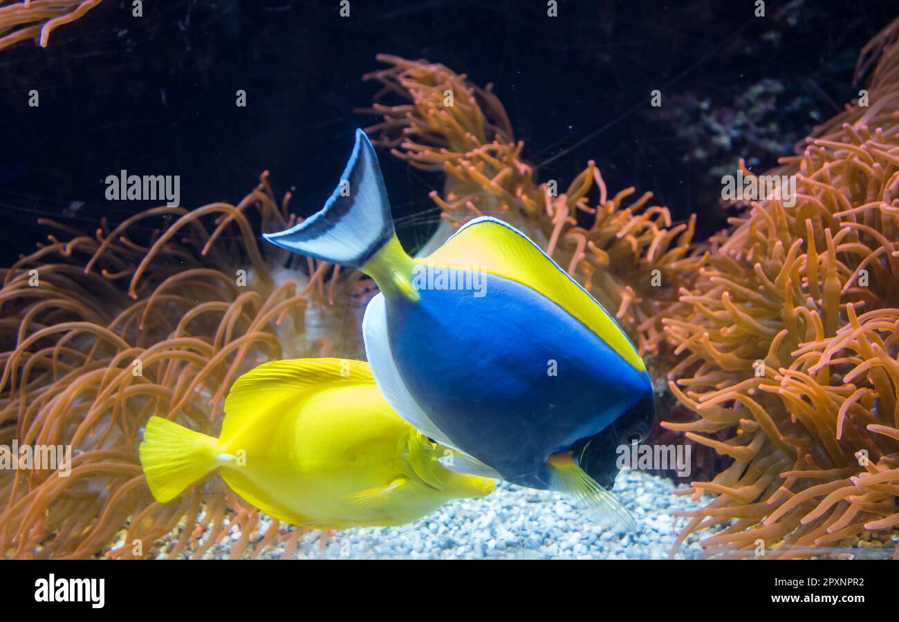 Pesci surgeonfishes tropicali che nuotano nell'oceano. Vista in primo piano Foto Stock