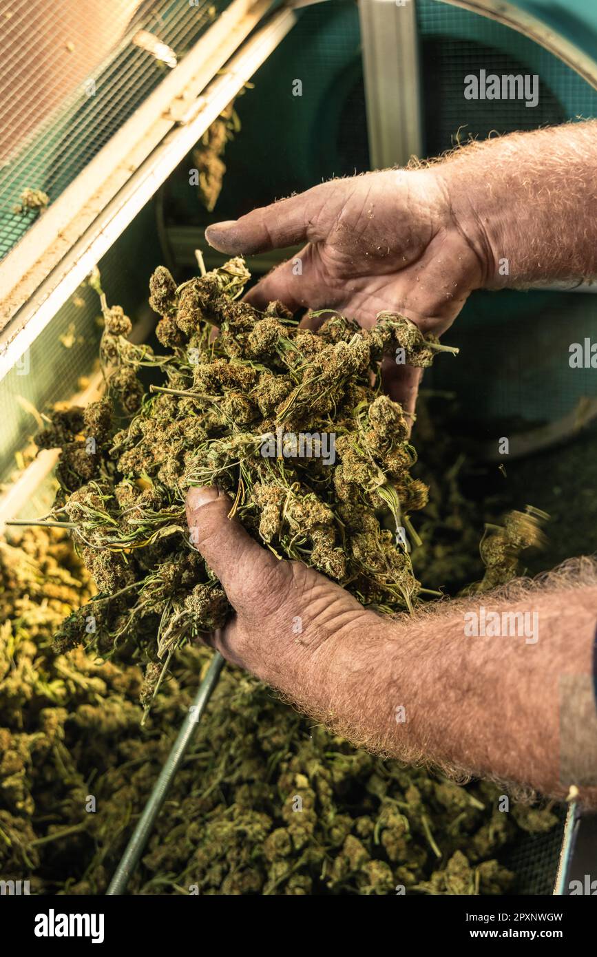 Farmer Worker mette i boccioli di Marijuana in una macchina tagliabasette elettrica. Tessuto Cannabis Sativa biologico. Marihuana medicinale legale con CBD per l'assistenza sanitaria AN Foto Stock