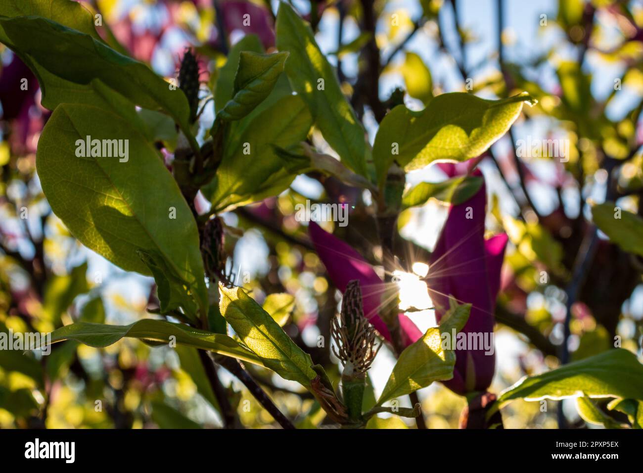 Magnolia rosa alla luce del sole Foto Stock