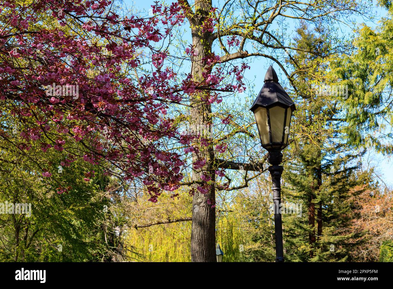 lanterna di strada in metallo nero nel parco in primavera Foto Stock