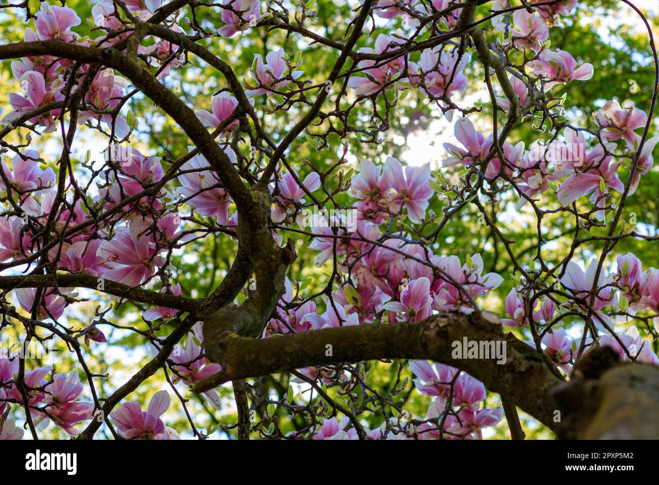 rosa magnolia ramo di albero in primavera Foto Stock