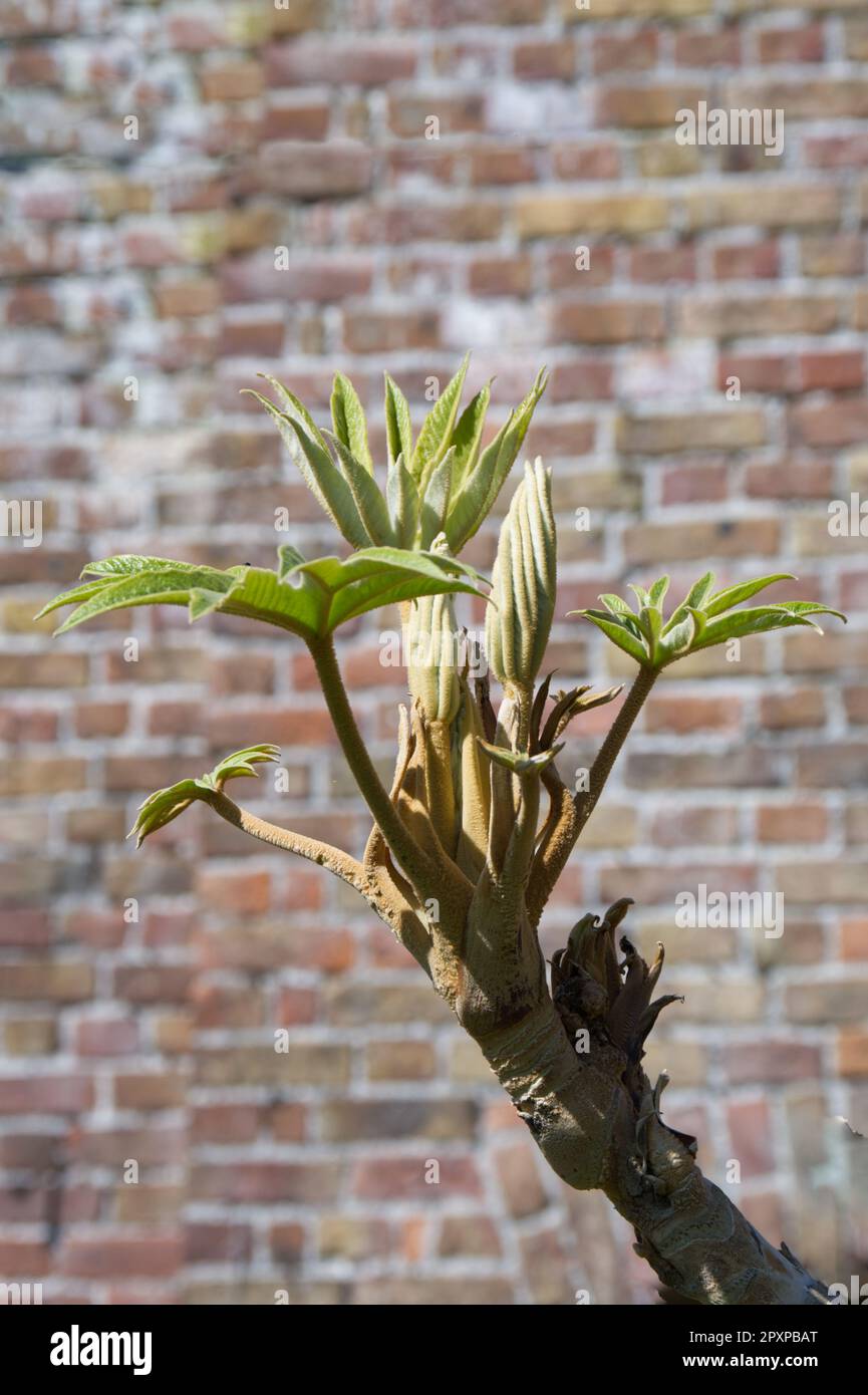 Germogli emergenti di Tetrapanax papyrifer Rex, pianta cinese di riso-carta nel giardino del Regno Unito aprile Foto Stock