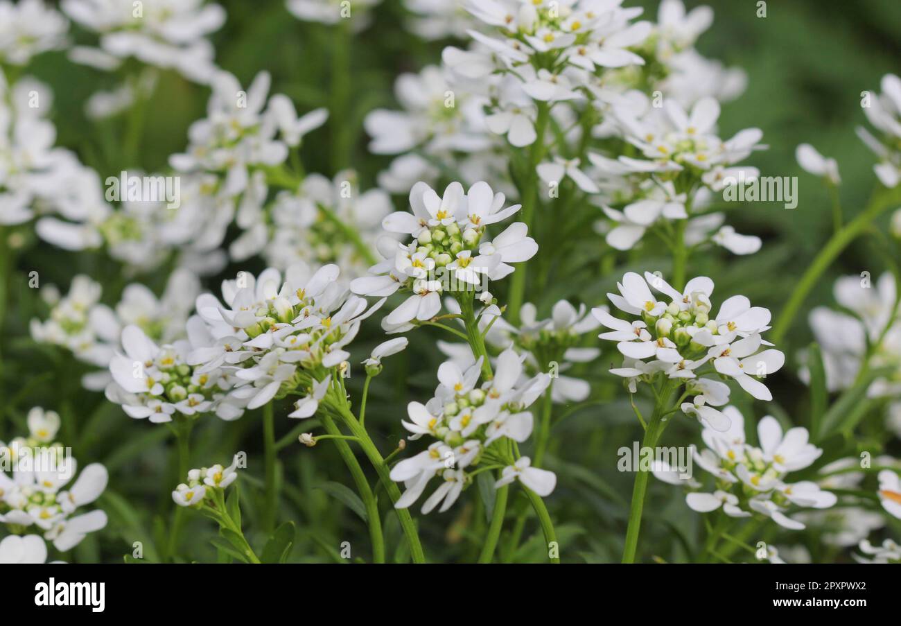 Candytuft bianco, Iberis sempervirens Foto Stock