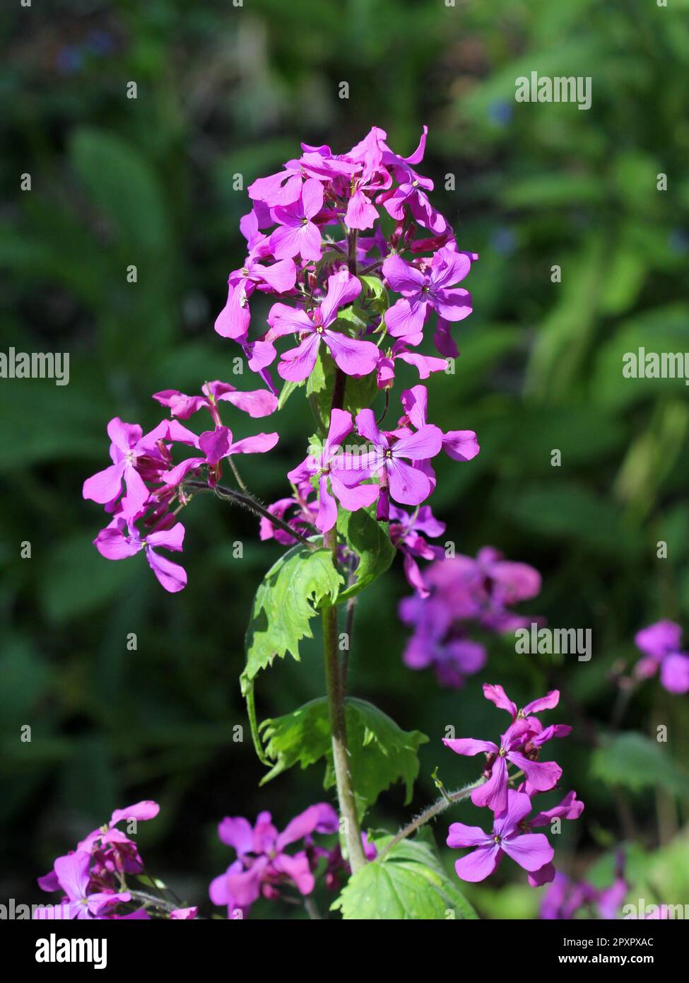 Viola Lunaria onestà fiori Foto Stock