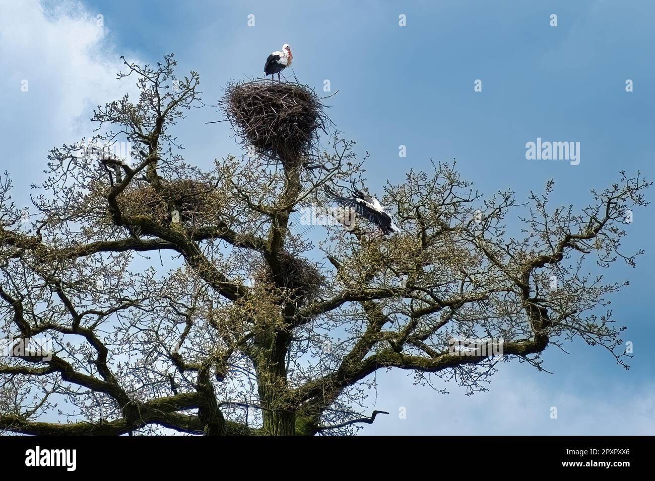 Nidi di cicogna con due cicogne in cima ad un vecchio, quercia gnarled Foto Stock