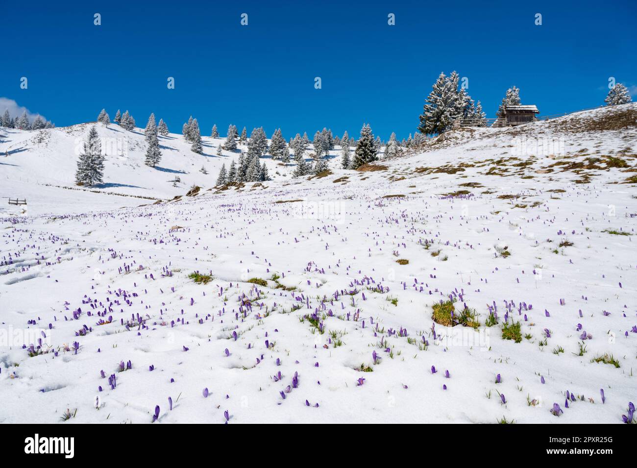 Vista maestosa dei cocchi primaverili in fiore che si snodano dalla neve tarda in montagna. Velika planina, Slovenia. Foto Stock