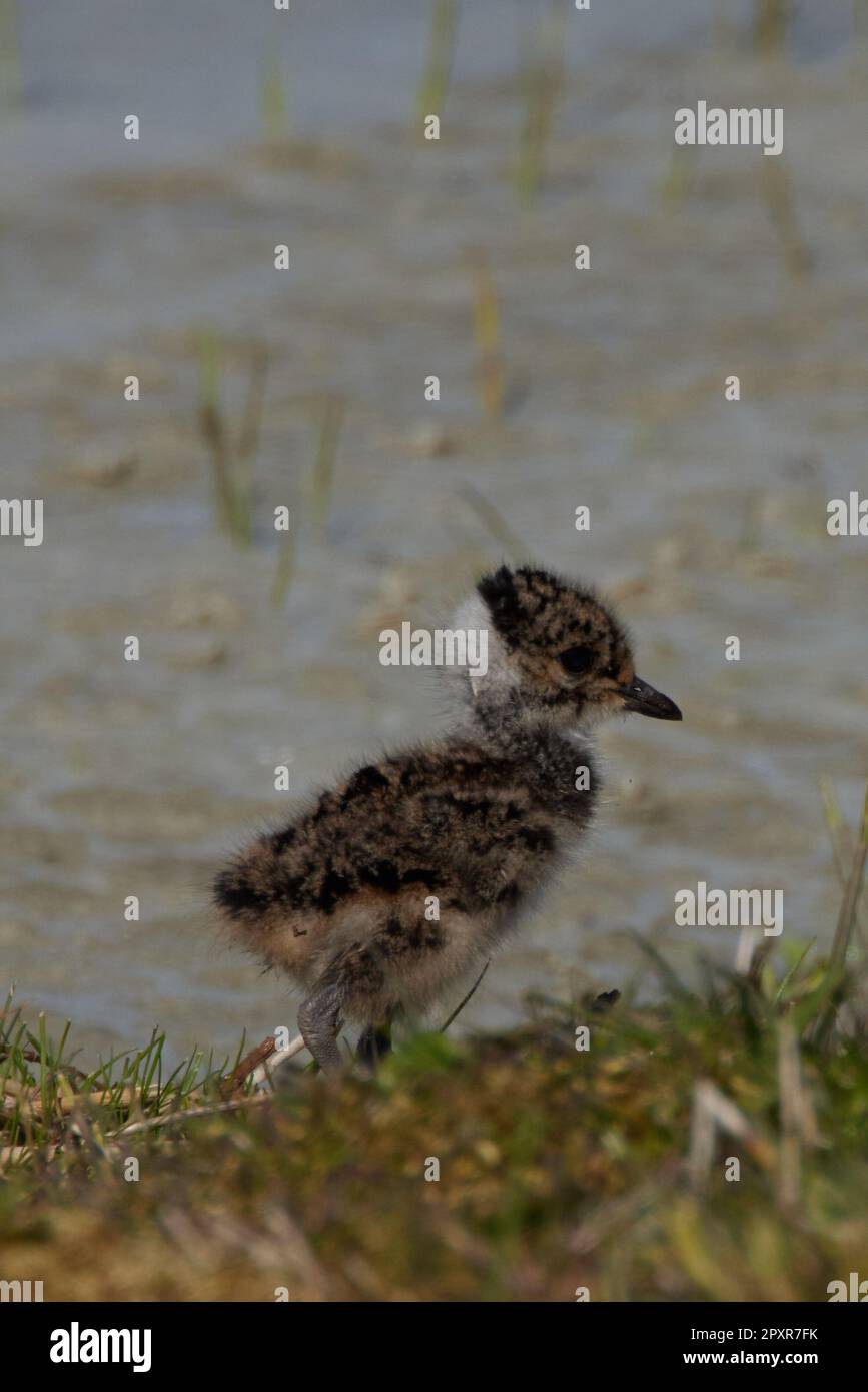 Vanellus vanellus, Kiebitz Küken, pulcino a nord Foto Stock