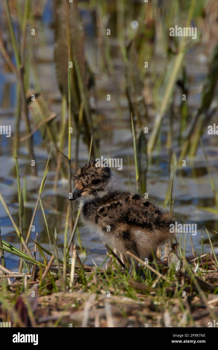 Vanellus vanellus, Kiebitz Küken, pulcino a nord Foto Stock