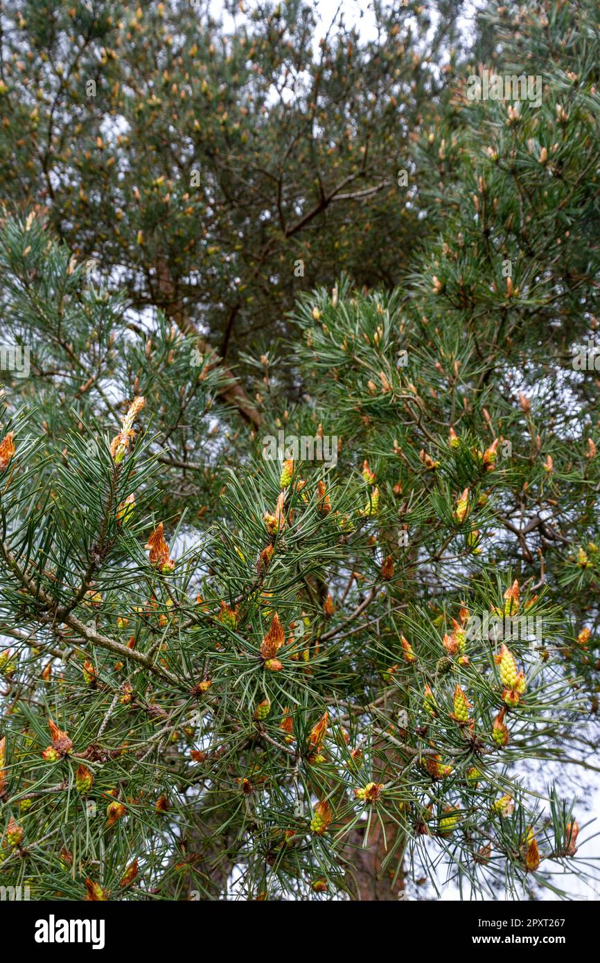 Boccioli di primavera sul Cambridgeshire scozzese di Pine Foto Stock