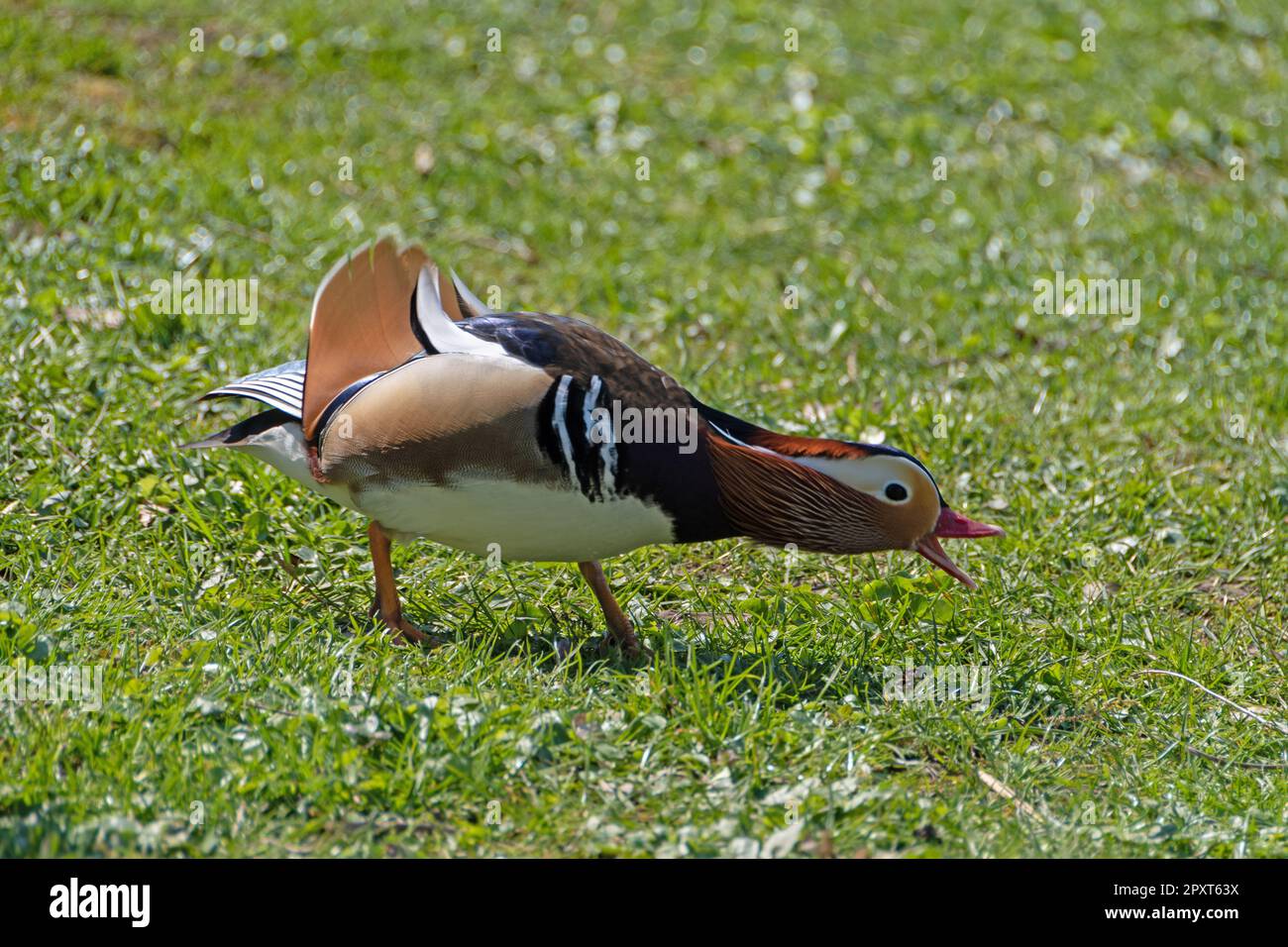 drake d'anatra mandarino Foto Stock