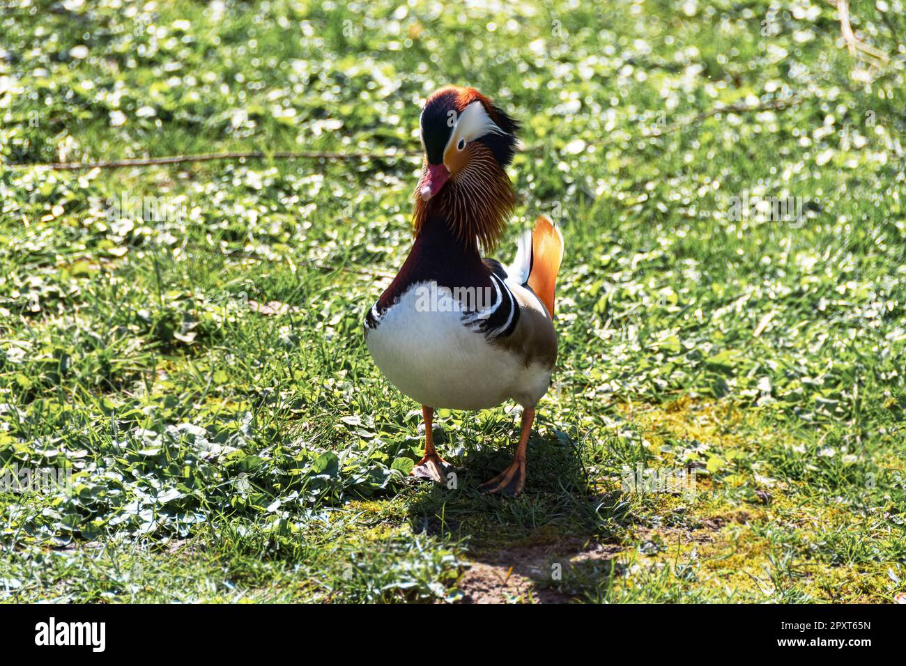 drake d'anatra mandarino Foto Stock