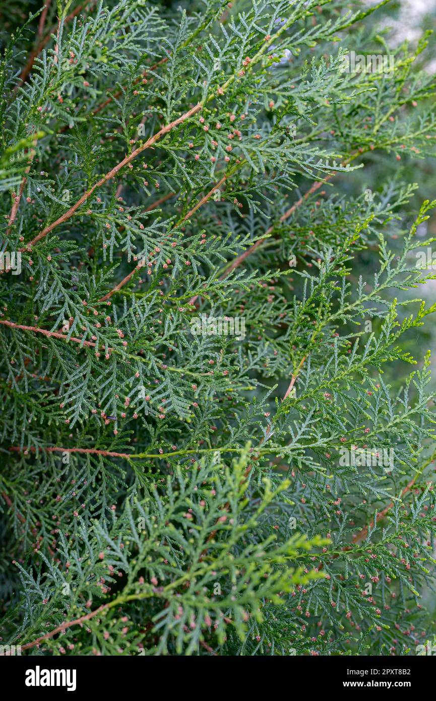 Thuja è un genere appartenente alla famiglia delle Cupressaceae, originaria dell'Alaska, della regione dei laghi del Nord America, della Cina e del Giappone. Foto Stock