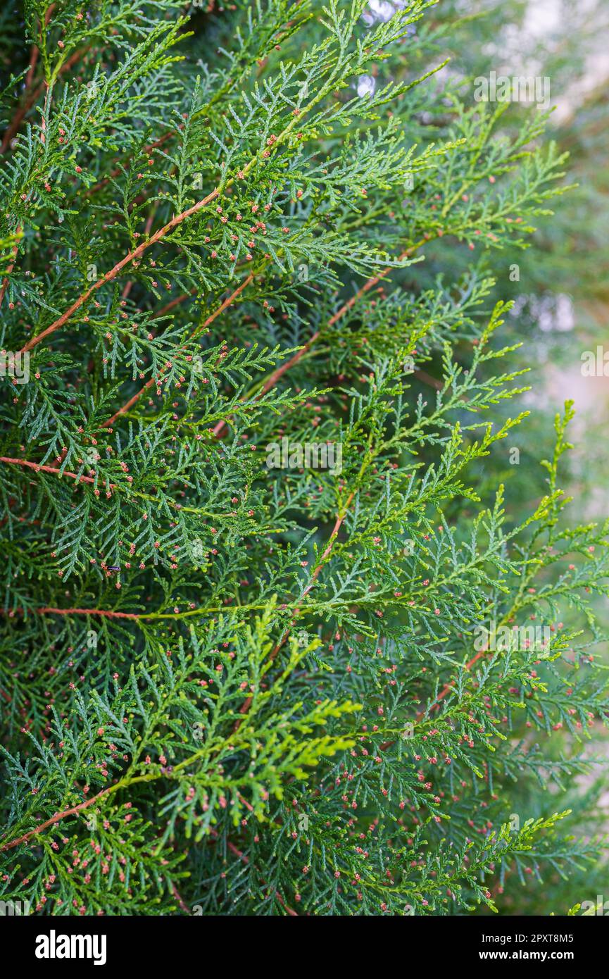 Thuja è un genere appartenente alla famiglia delle Cupressaceae, originaria dell'Alaska, della regione dei laghi del Nord America, della Cina e del Giappone. Foto Stock