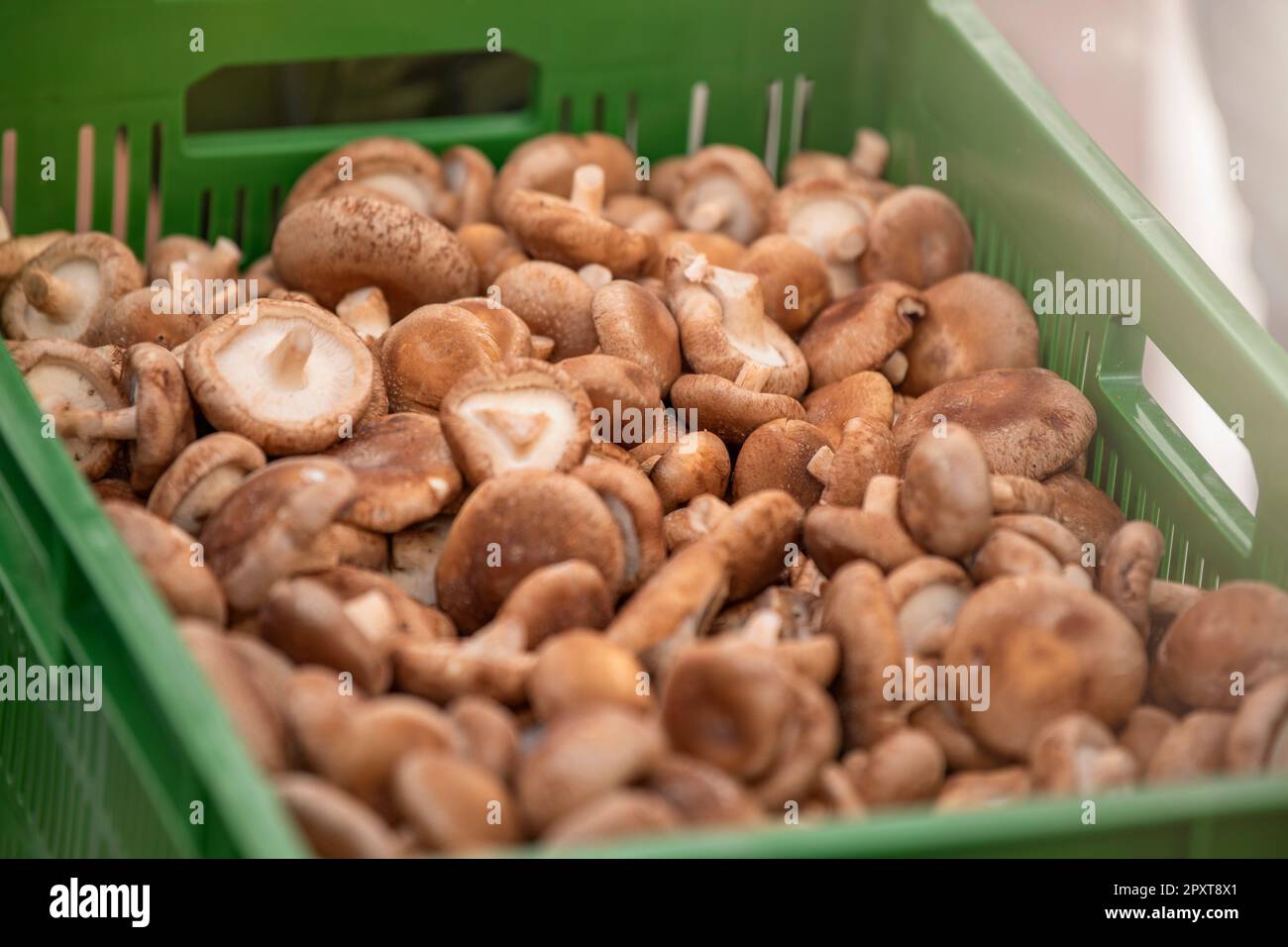 Funghi shiitake freschi al mercato degli agricoltori. Funghi in un vassoio in un mercato asiatico, primo piano Foto Stock