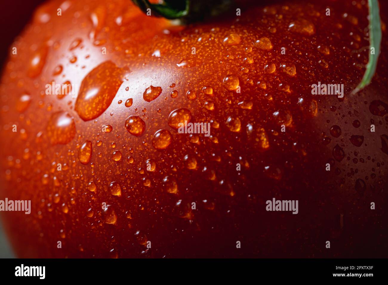 Pomodoro maturo con rugiada sulla pelle. Scatto macro. Foto Stock