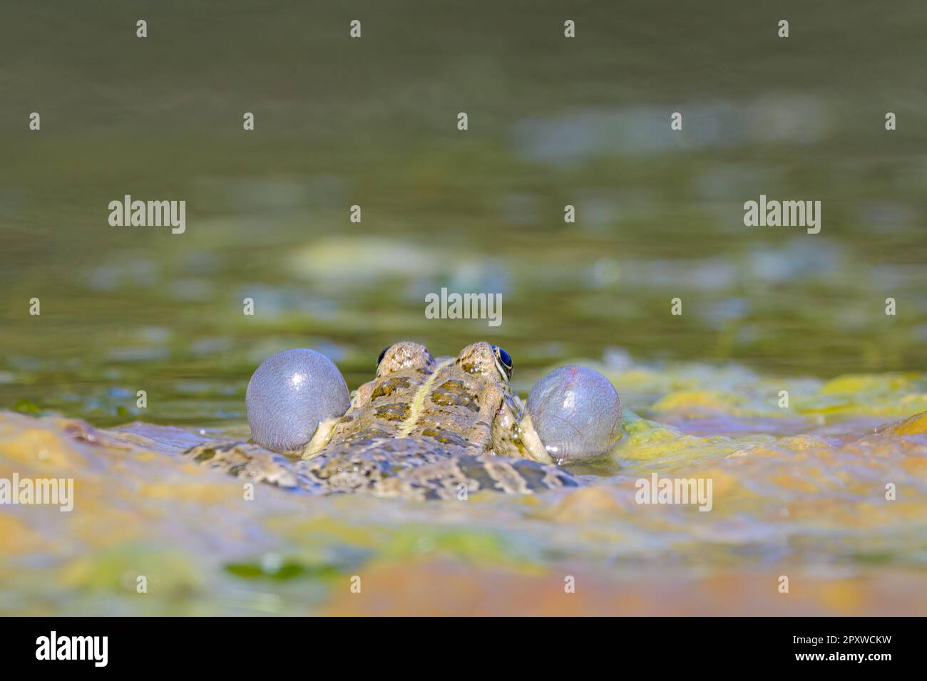 Una rana di acqua (Rana ridibunda) chiamando in uno stagno in Croazia Foto Stock
