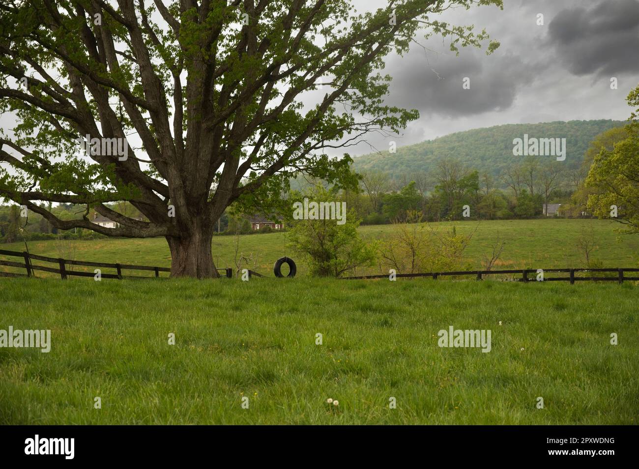 Stati Uniti: Aprile, 15 2023: Un'oscillazione della gomma appende in un albero lungo la Yellow Shoolhouse Road. Foto di Douglas Graham Foto Stock