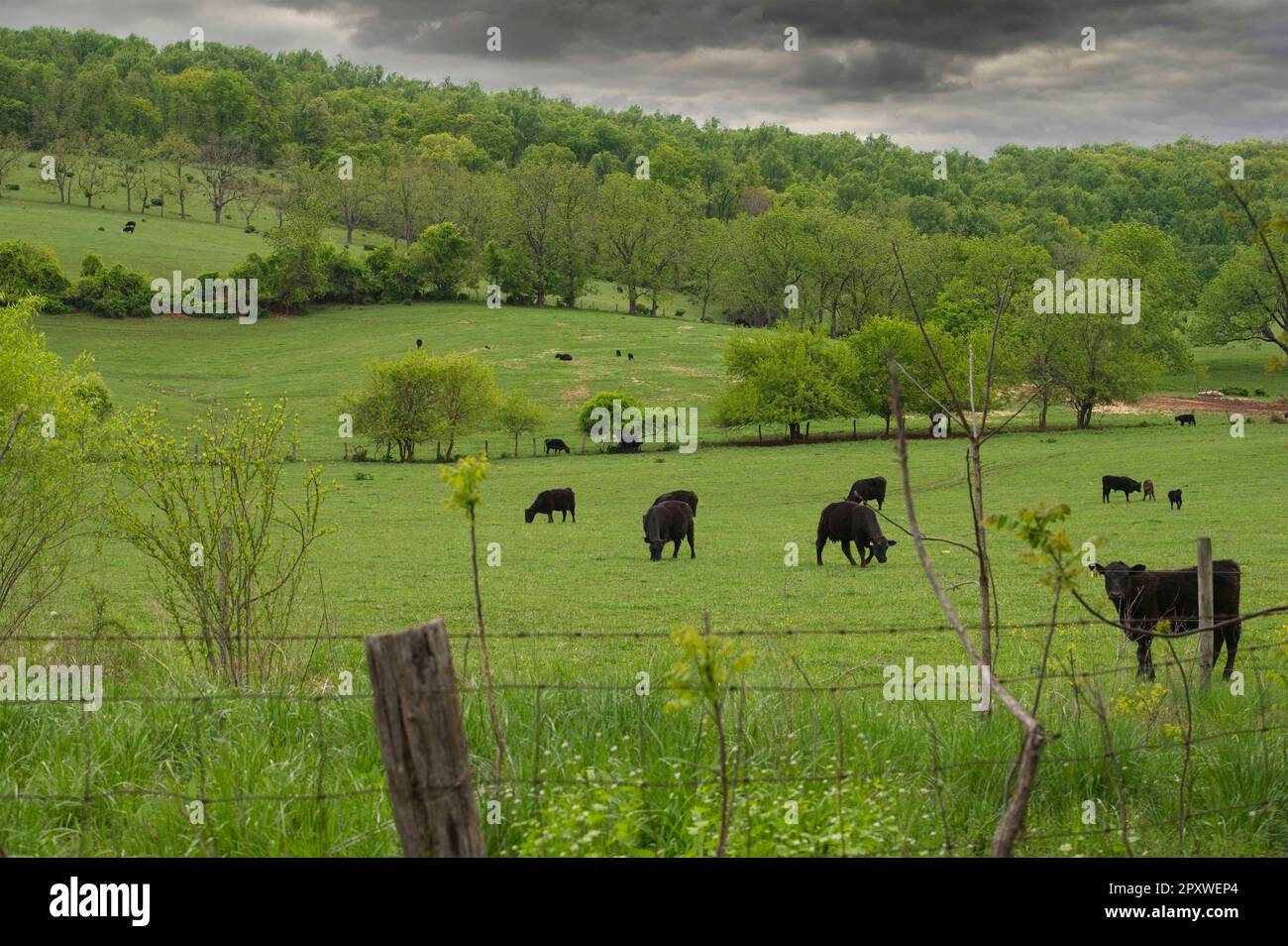 Stati Uniti: Aprile, 15 2023: Bestiame grave in un campo al largo di Williams Gap Road. Foto di Douglas Graham Foto Stock