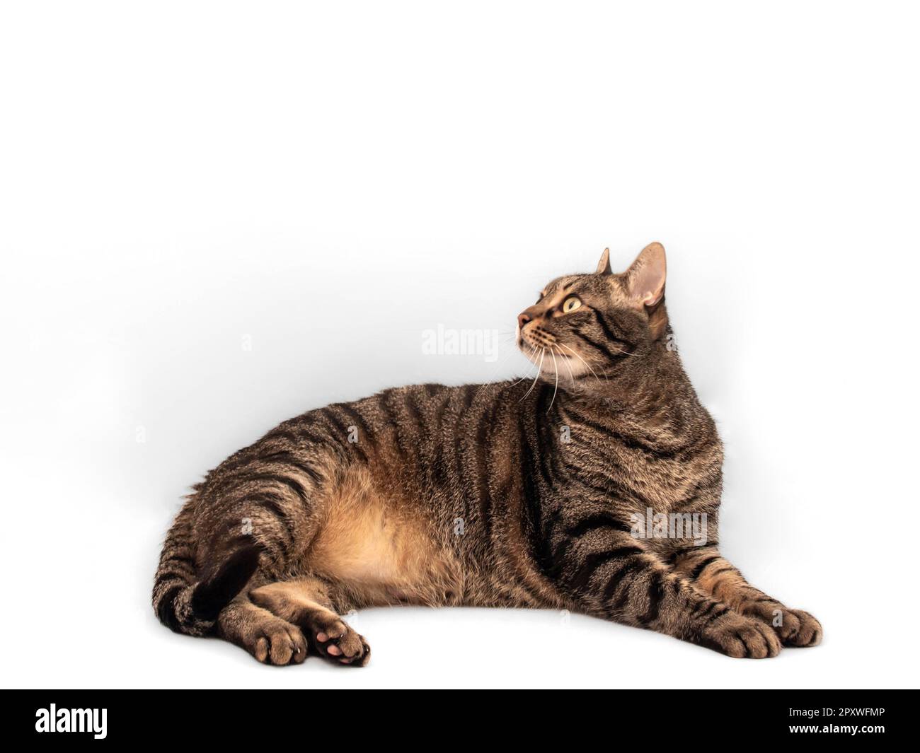 Stordimento grigio e nero gatto tabby con intricate luci arancioni giace in giù, il suo corpo rilassato e il suo sguardo verso l'alto a sinistra. I suoi occhi intensi Foto Stock