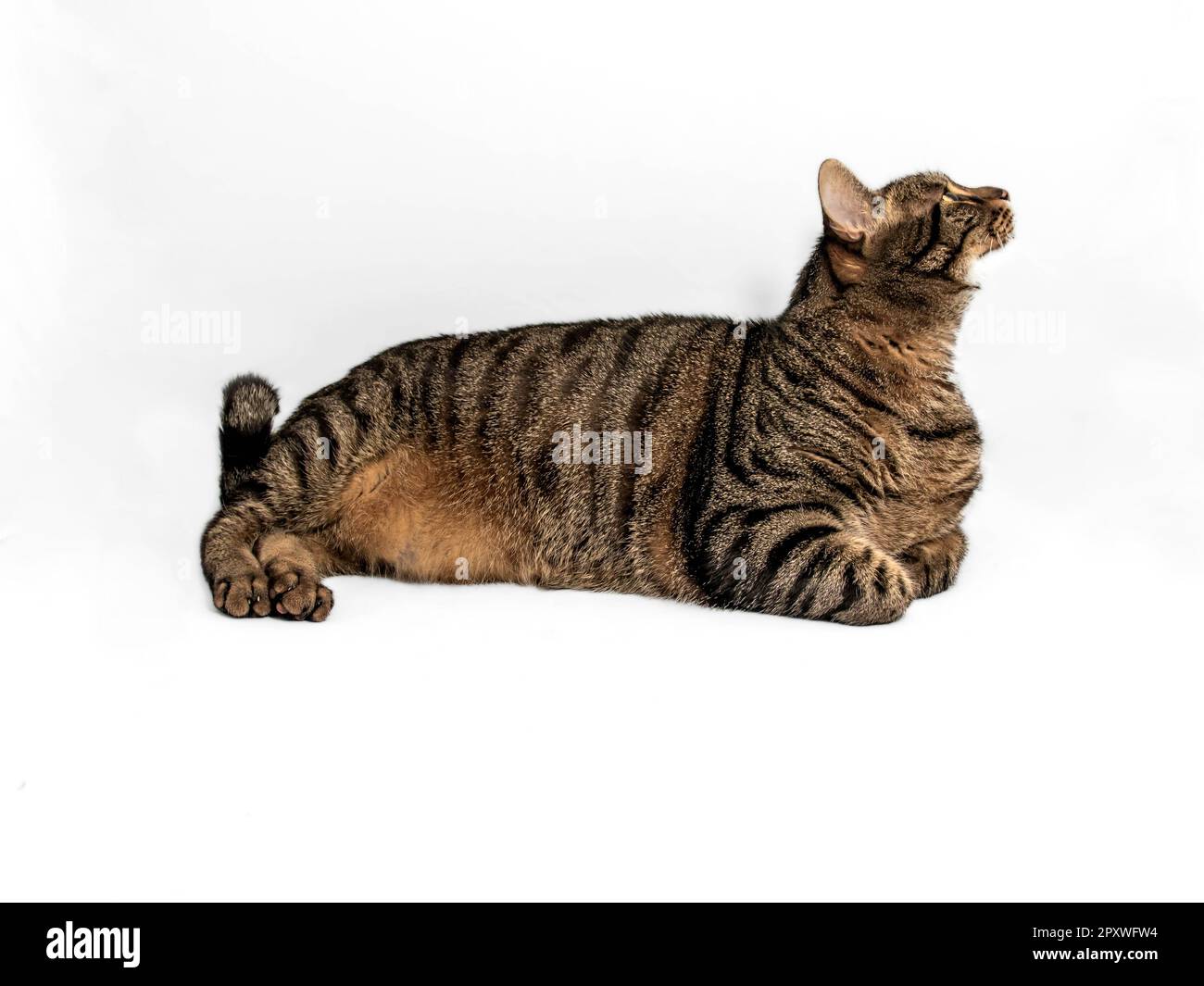 Bel gatto europeo con una pelliccia di grigio, nero e arancione che colpisce, si trova in una posizione rilassata, guardando verso destra. Foto Stock