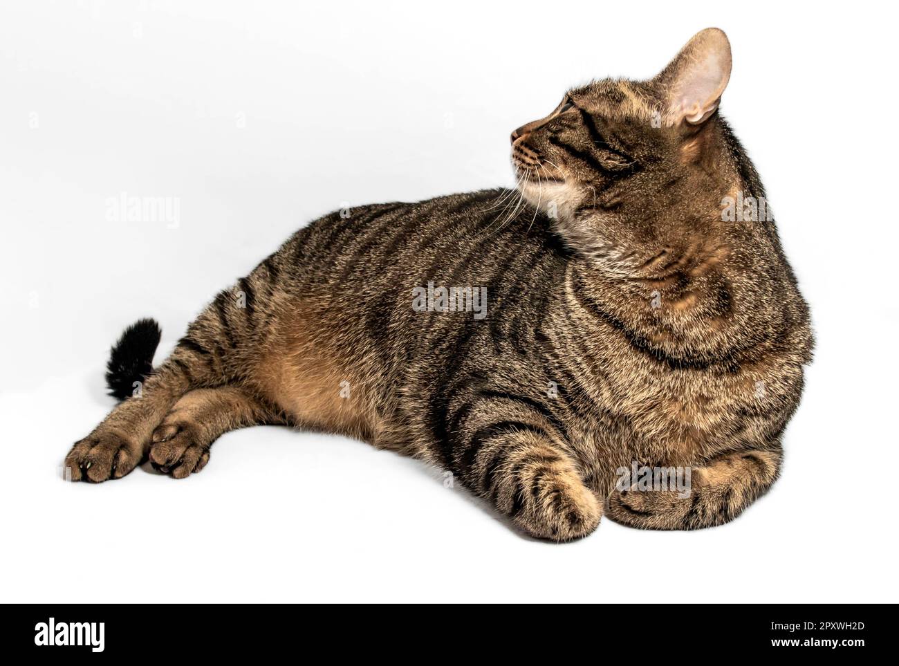 Stordimento grigio e nero gatto tabby con intricate luci arancioni giace in giù, il suo corpo rilassato e il suo sguardo verso l'alto a sinistra. Il suo giallo intenso-gre Foto Stock