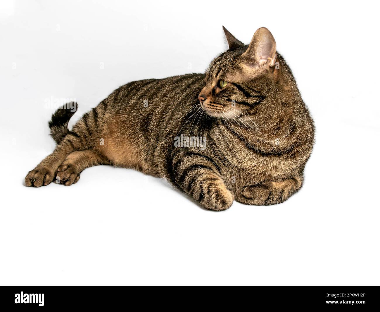 Affascinante gatto grigio e marrone tabby con accattivanti occhi giallo-verde guarda al lato. Si pone rilassato con i suoi forelegs elegantemente nascosto sotto di lei Foto Stock