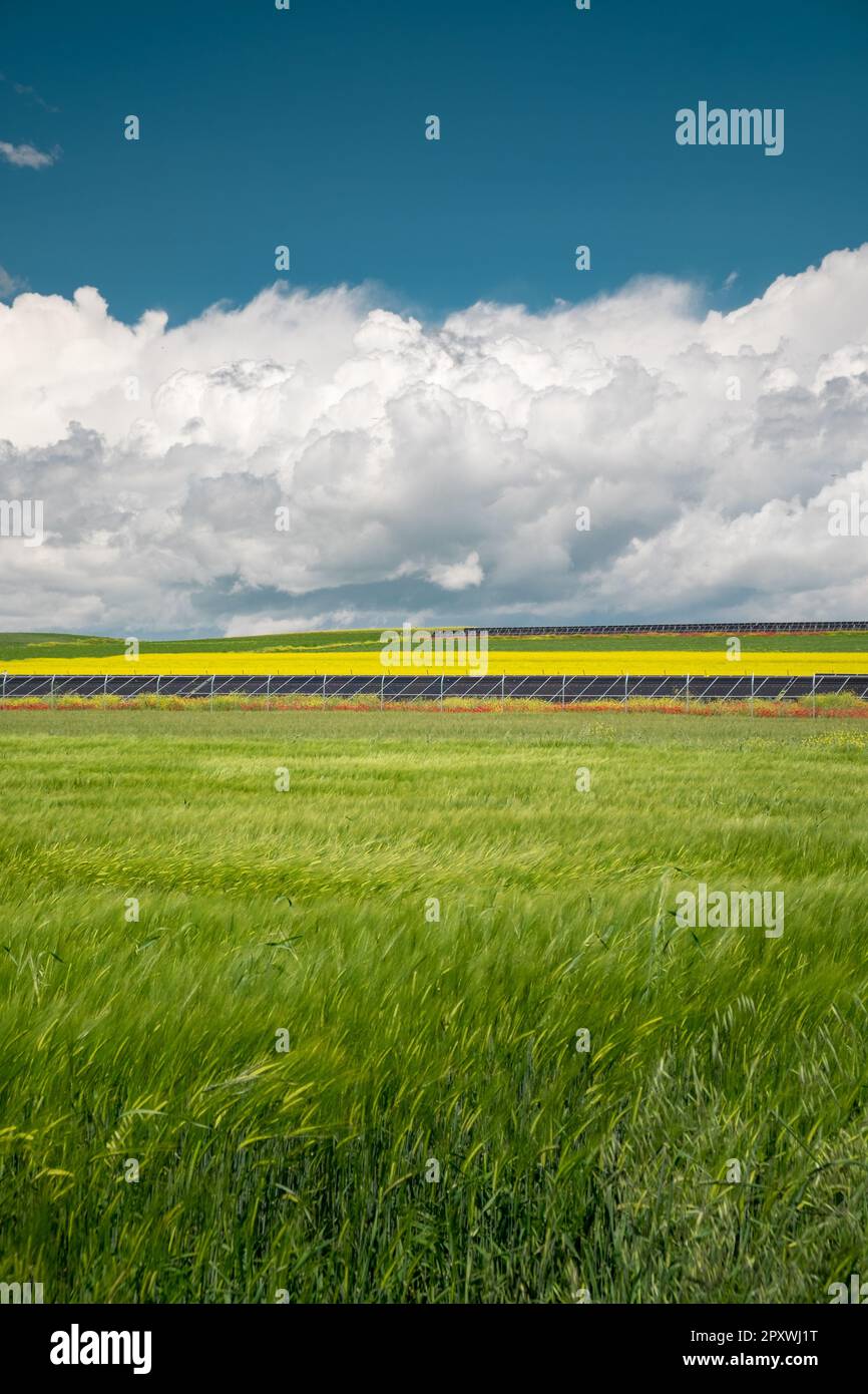 Fonti di energia rinnovabile di pannelli solari installati in un campo circondato da grano e altre colture nella pianura di Thessalys, Grecia. Foto Stock