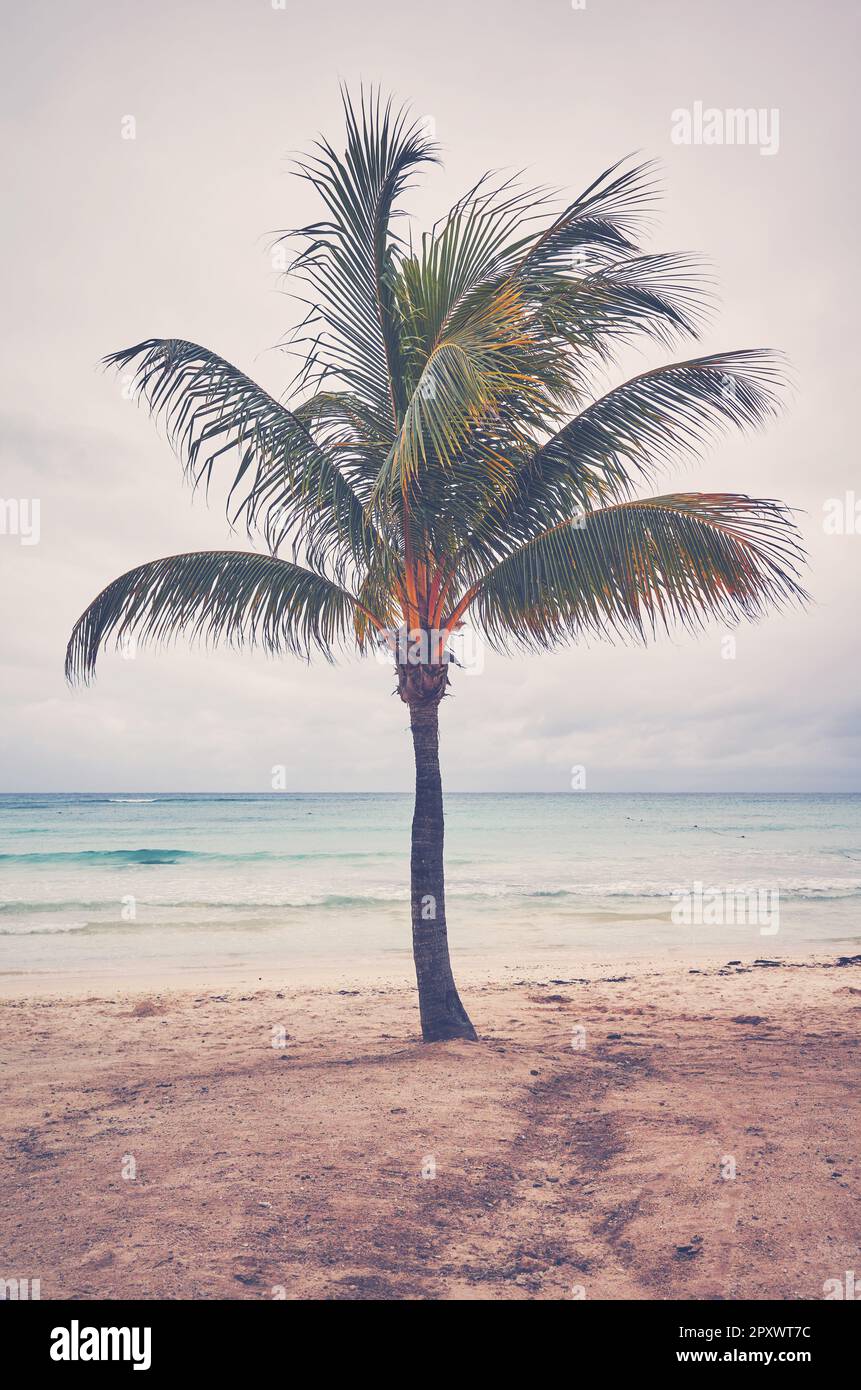 Palma di cocco su una spiaggia tropicale, tonificazione di colore applicato. Foto Stock