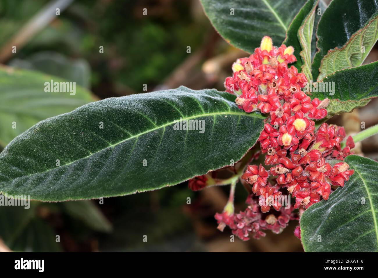 Sinningia piresiana, blühende Pflanze im Botanischen Garten Foto Stock