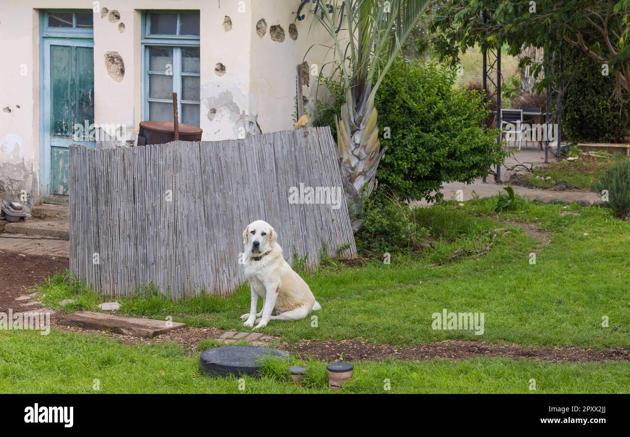 Un grande cane bianco di fronte ad una vecchia casa al confine in Israele Foto Stock