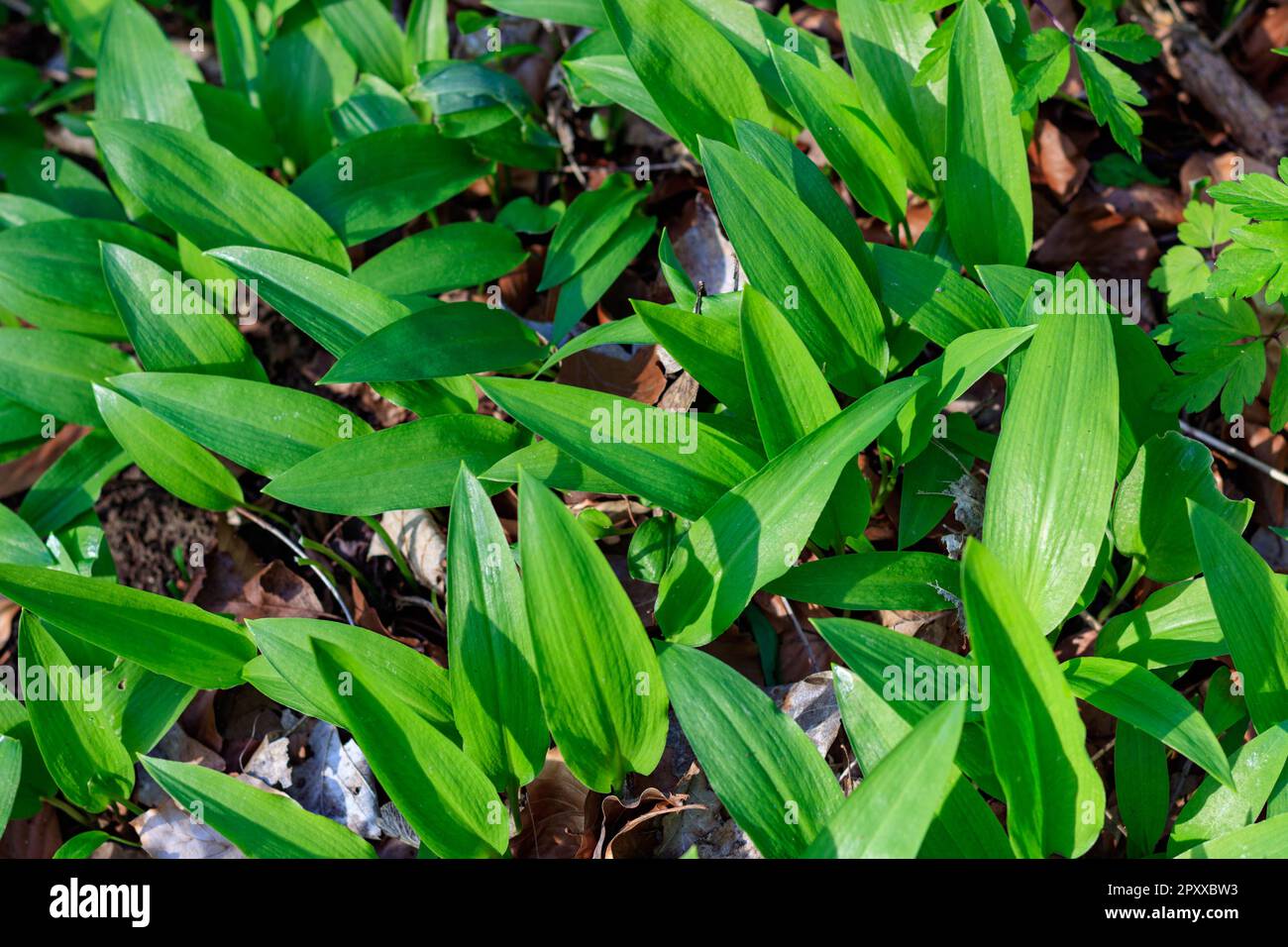 Aglio selvatico lascia nella foresta in una giornata di sole in Germania. Allium ursinum Foto Stock