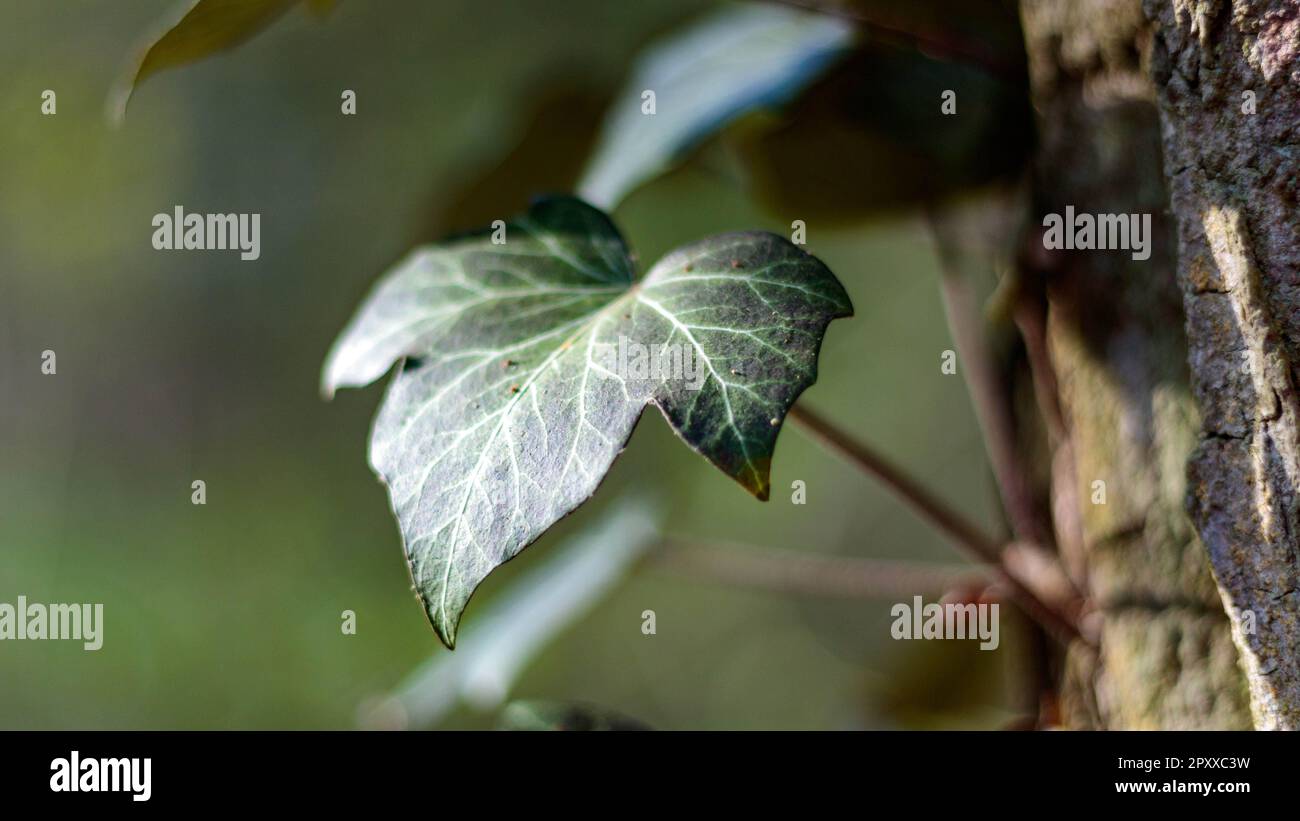 Primo piano di una foglia di edera verde (Hedera Helix) che sale su un tronco di albero alla luce naturale del sole Foto Stock