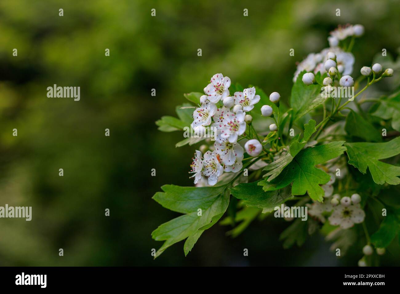 Primo piano di White Hawthorn Blossoms (Crataegus) su Branch con sfondo verde Foto Stock