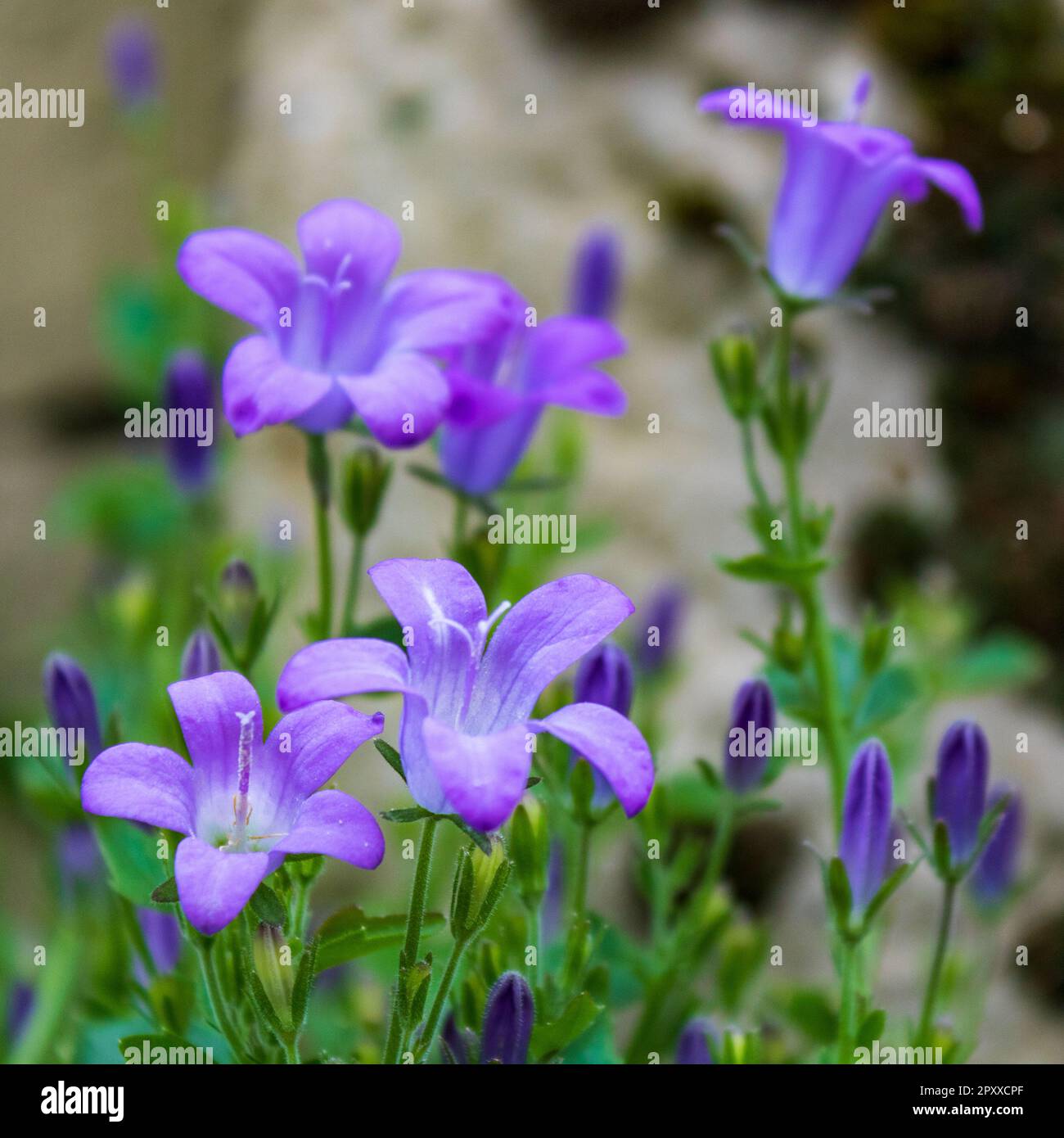 Primo piano della bellissima Campanula (Viola) in fiore Foto Stock