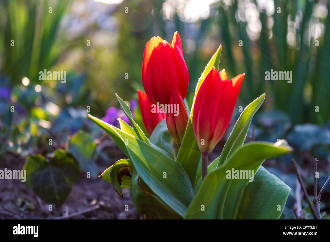 Il tulipano rosso (Tulipa) fiorisce alla luce del sole all'inizio della primavera in Germania, primo piano e focalizzazione selettiva con riflessi lenti Foto Stock