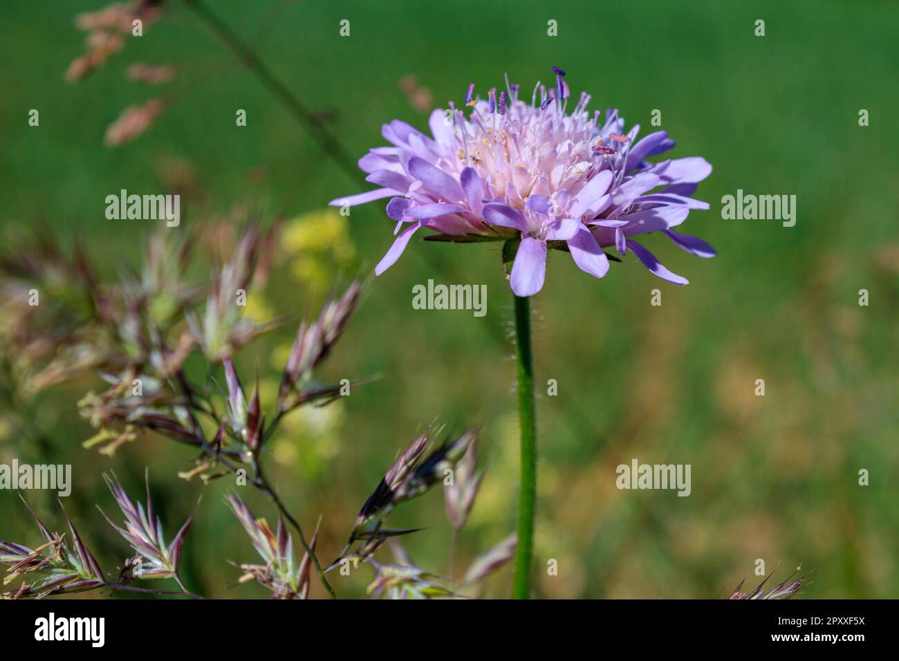 Campo fiorito viola scabious (Knautia arvensis) primo piano con sfondo verde sfocato Foto Stock