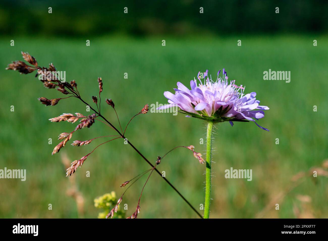 Primo piano di Purple Field Scabious (Knautia arvensis) e Wild Grasses in un prato verde Foto Stock