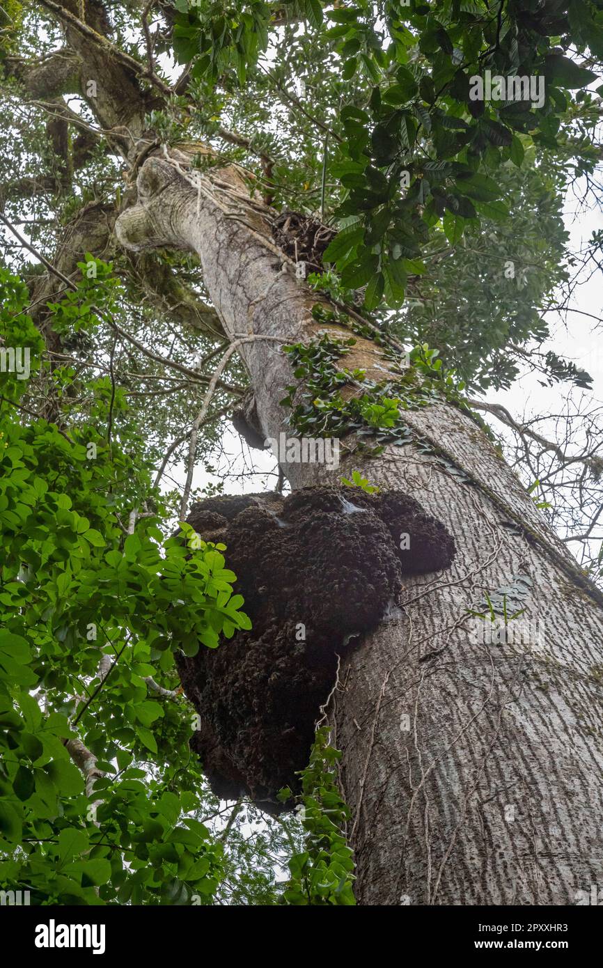 Muelle San Carlos, Costa Rica - Un nido di termite su un albero nella foresta pluviale del Costa Rica. Foto Stock