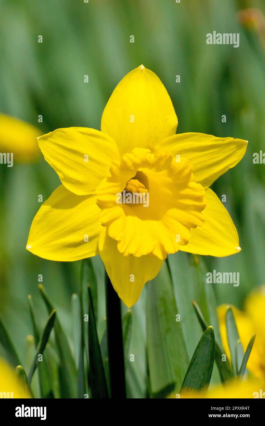 Daffodil (narciso), primo piano di un unico fiore solitario di molti piantati per fornire una visualizzazione del colore primaverile in un parco pubblico. Foto Stock