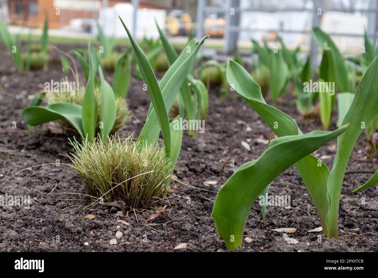 Un campo di piante verdi con la parola tulipani sul fondo Foto Stock