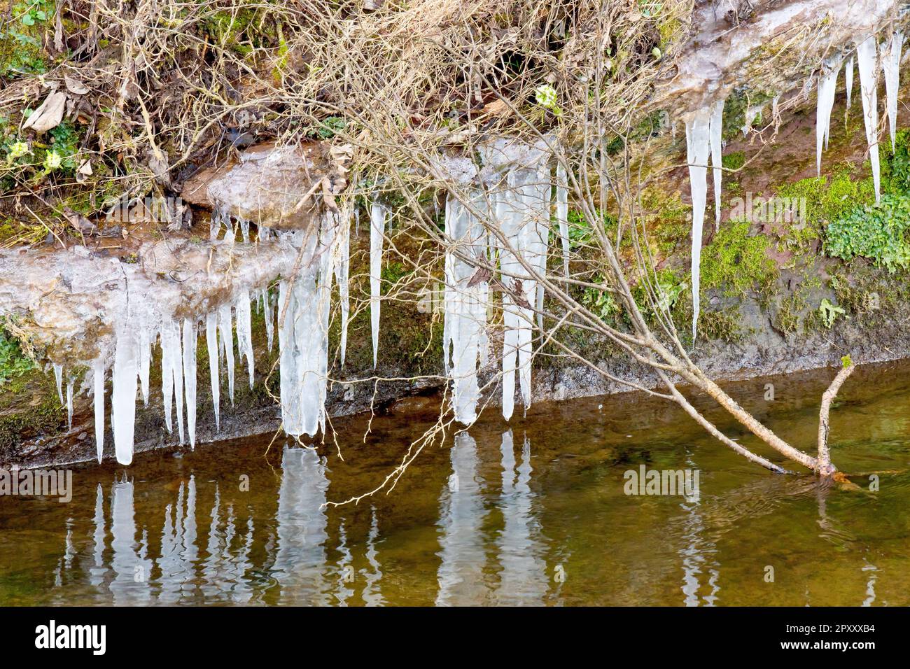 Primo piano di ciclicoli appesi alle radici di piante che crescono su un ripido argine lungo il fiume e si riflettono nell'acqua sottostante. Foto Stock